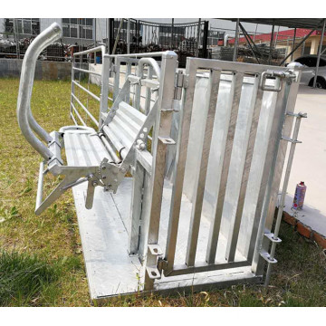 Mouton Goat Yard Equipment Catcher